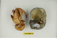 藏品(短腕陸寄居蟹)的圖片